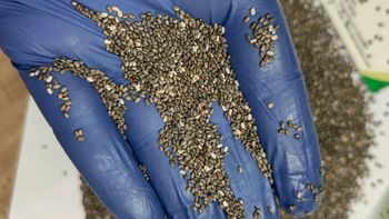 Black Chia Form SEEDS Color Black Plant Part Seeds Delivery Form bags Fiber Content High Shelf Life 2 YEARS Place of Origin INDIA - APEX INTERNATIONAL - India