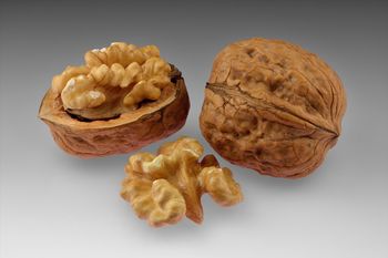 Organic High Quality Healthy Dried Walnuts-Raw Walnuts in Shell Best Price Food Grade Bulk Wholesale with Bag Packaging - TRADECENTRIC LLC - United States