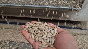 Sunflower Kernel Premium Quality from Uzair and Company Sunflower Kernel Premium Quality - Uzair and Company - Pakistan