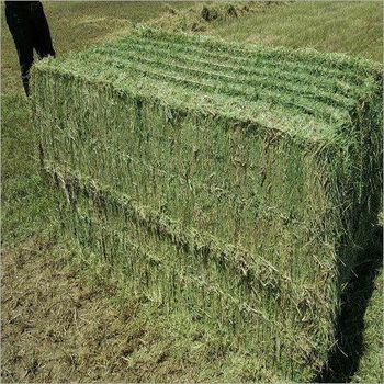 Organic Alfalfa Hay Natural High Protein Hay for Dairy Cows and Livestock Affordable Bulk Wholesale Packages - A.C.P. AGRICULTURE COMPANY LIMITED - Thailand
