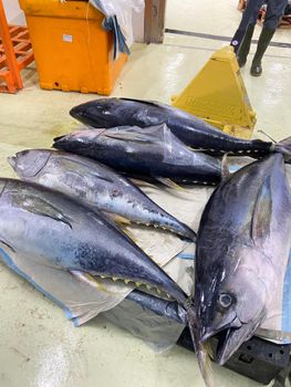 Fresh & Frozen Tuna Yellowfin Freshness Level Fresh, Frozen Cut Back, Belly, Breast, Cutlet, Drumstick, Fillet, Ground Meat, Other - Permana Nusantara Ekspor - Indonesia