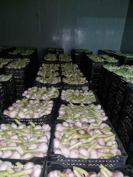 fresh garlic Shelf Life Long Delivery Worldwide Packaging Export-grade Texture Clean, Ready-to-use Form Fresh, Dried, Peeled, Frozen - Freeze Dried Fruit LTD - Uzbekistan