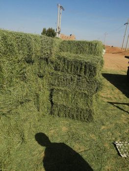 premium Alfafa Hay for Animal Feeding Stuff Alfalfa - Alfalfa Hay /Alfalfa Hay pellets - alkasper for supplies - Egypt