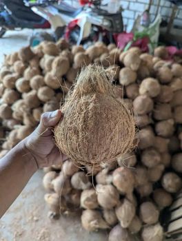 Semi Husked Coconut High Quality – product photo, Fresh Semi-Husked Coconut products found from trusted suppliers, wholesalers, manufacturers & exporters Listing