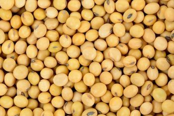 Soybean Background Soybean Organic Organic Cultivated 5.22% Moisture Dried Soybean Seeds Admixture (%): 0% - Balingi Trading Company (PTY) Ltd - South Africa