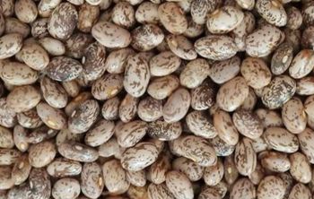Pinto Beans from Africa Agriculture Exporters (AAE) Pinto Beans - Africa Agriculture Exporters (AAE) - Tanzania