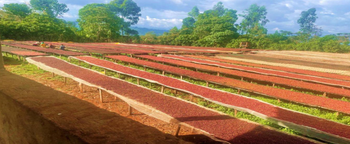 Anaerobic Green Coffee Bean - Assefa Yaara Coffee Export - Ethiopia