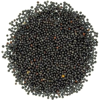 CANOLA SEED Origin Ukraine Coa Availability Per Lot Transit Time 18 - 21 Days Certifications Iso, Haccp Export Documentation Support Available Per - SCRAP DIRECT LTD - United Kingdom