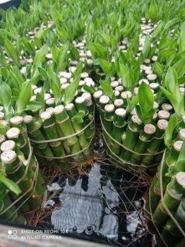 Live Lucky Bamboo 5 Stalk Arrangement - Live Indoor Plant for Home Decor, Arts & Crafts, Zen Garden and Feng Shui - ZHANJIANG ORIENT GARDENING CO., LTD. - China