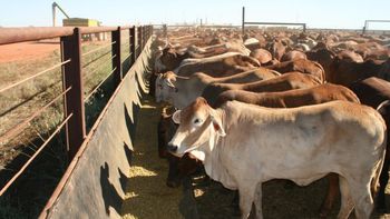Low price live cattle offered in bulk supply perfect for meat and dairy production - Mutlu Et Mustafa - France
