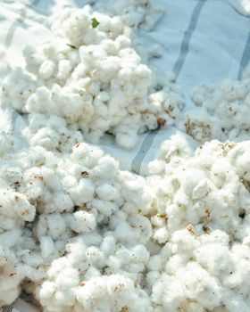 100% Organic Cotton Raw Cotton Material Fabric Breathable Eco-Friendly Anti-Bacteria Premium White from AGRONOVA 100% Organic Cotton Raw Cotton Material Fabric Breathable Eco-Friendly Anti-Bacteria Premium White - AGRONOVA - United States