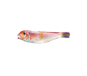 Best high quality Frozen seafood Red tilefish Shape Block Style FROZEN Weight (kg) 3 Packaging Bulk Certification HACCP Brand Name - ECPLAZA NETWORK INC. - South Korea