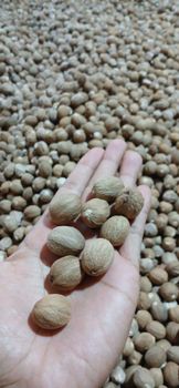 Nutmeg - PT. Trijaya Natural Indo - Indonesia