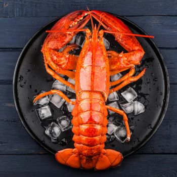 New Stock Frozen Whole Lobsters Vacuum Pack France Origin 10kg 24 Months Shelf Life Best Wholesale Sale from TRADECENTRIC LLC New Stock Frozen Whole Lobsters Vacuum Pack France Origin 10kg 24 Months Shelf Life Best Wholesale Sale - TRADECENTRIC LLC - United States