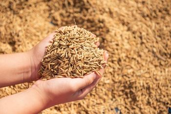 Rice Husk Appearance Clean Particle Size Uniform Moisture Level Stable Crude Fiber Content High Place of Origin Indonesia - Ras Essence Gemilang (0821 1350 6476) - Indonesia
