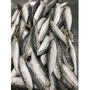 High quality Box Packaging NATURE Body Whole Round scad Decapterus maruadsi From Viet Nam - PHU KIM NHAT FOODS CO., LTD - Vietnam