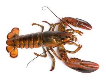 Live American Lobster Fresh Premium Quality Wild Caught Seafood Perfect For Gourmet Dining Family from TRADECENTRIC LLC Live American Lobster Fresh Premium Quality Wild Caught Seafood Perfect For Gourmet Dining Family - TRADECENTRIC LLC - United States