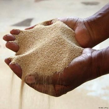 White Teff Grain - Sheba farm - Ethiopia