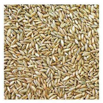 Wholesale Price Supplier of Organic Rye Grains Bulk Stock With Fast Shipping  -  CALIPSO POLSKA SP Z OO  - Poland