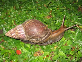 Premium Live African Snail Fresh Healthy Stock Ready For Farming And Breeding At Best Price - CPW TRADE LTD - United Kingdom