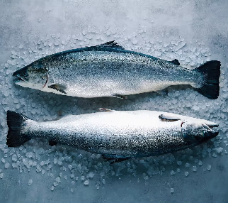 Norwegian Frozen Atlantic Salmon and Mackerel - Al-mashan group - Kuwait