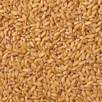 Premium Quality Milling Wheat Wholesale Supply At Factory Price For Sale from MASI TRADING GMBH Premium Quality Milling Wheat Wholesale Supply At Factory Price For Sale - MASI TRADING GMBH - Germany