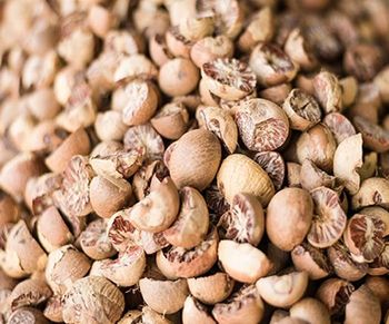 High Grade Betel Nuts at Competitive Prices - Mutlu Et Mustafa - France