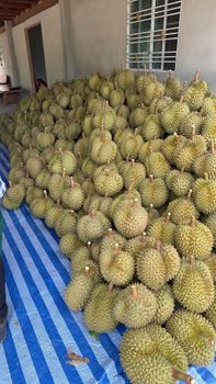 Fresh golden pillow Organic No Variety Attribute Name Quality Premium Export Grade Supply Ability Available Upon Request - MONTHOMG DURIAN - Thailand