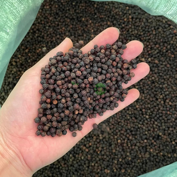 Black Pepper Whole Dried From Indonesia Place of Origin - Teracore Agritech Nusantara - Indonesia