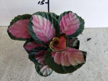 Indoor Plants Calathea Rosy/Corona Real Plants - Xiamen Friendship Bridge Co., Ltd. - China