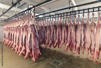 Pork Meat Grade A Type Fresh Pork Meat Packaging Vacuum sealed - ADWA Solutions LLC - United States