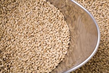 Premium Quality Malt Barley Wholesale Supply At Factory Price For Sale - MASI TRADING GMBH - Germany