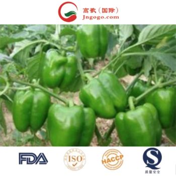 Fresh Capsicum Bell Pepper Made in China Type Fresh Kind Chili Color Green Origin China Trademark GOGO Model NO. GC001 Specification - Jinan Gogo International Trade Co., Ltd. - China