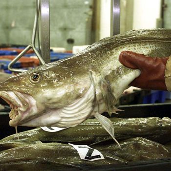 High Quality Atlantic Cod Fresh Frozen White Fish Whole Fillet or Portions for Restaurants Hotels and Distributors - PILOTEXPORT IMPORT AND EXPORT LTD - South Africa