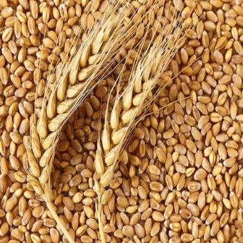 Hard Wheat Grains, High Quality, Wholesale Bulk Supply, Affordable Cheap Prices - A.C.P. AGRICULTURE COMPANY LIMITED - Thailand