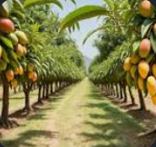 Fresh Mango - Lioness Earthfoods International - Germany