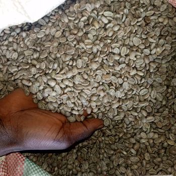 Organic Arabic Coffee – 100% Natural, Premium Quality, Freshly Roasted Beans | Rich Aroma & Flavor - THE GREEN INTERNATIONAL LIMITED - Tanzania