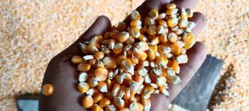 maize <14% moisture Origin India Delivery Form Bag - Mahavir Export Hub - India