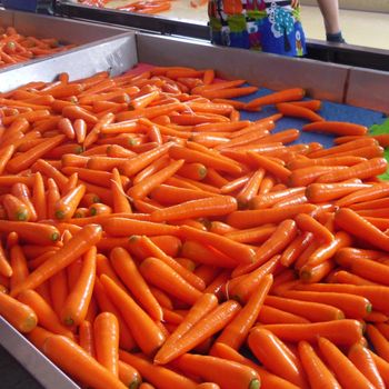 Fresh Carrot Export Standard Price/Frozen Red Carrot Type Fresh Origin Europe Grade High Quality Packaging as per buyer request - NUTRIDIET LDA - United Kingdom