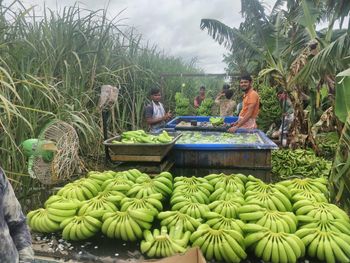 Cavendish Banana – product photo, Fresh Cavendish Bananas products found from trusted suppliers, wholesalers, manufacturers & exporters Listing