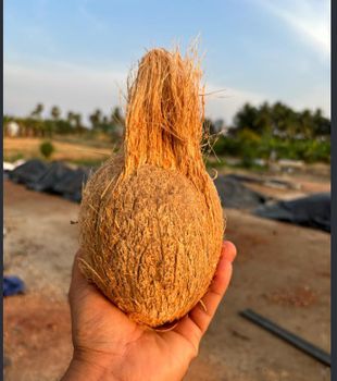Husked Coconut from Manibharathi Husked Coconut - Manibharathi - India