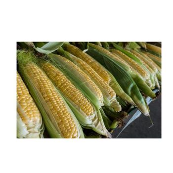 Fresh Corn on Cob Sweet Yellow Corn Farm Fresh Premium Quality Bulk Supply - senesie mfg llc - United States