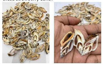 Seashells Origin Indonesia Intended Use Craft And Material - CV AWNIRAYA - Indonesia
