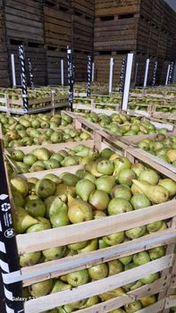 Fresh Pear Novembra/Xenia Flavor Sweet Texture Crisp Type Fresh Fruit Skin Quality Smooth Packaging Wood Boxes Harvest Time Peak Ripeness - Midon Grup SRL - Moldova, Republic of