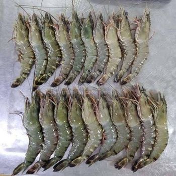 Frozen Black Tiger Shrimp (Penaeus Monodon / Giant Tiger Prawn) - Jasmine Samudra Nusantara - Prime Seafood Indonesia - Indonesia