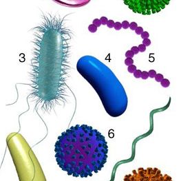 Drugs,Cosmetics And Herbal Products Testing Services Sterility Test Conducted Hormones Detection By Elisa Allergens Detection By - Shiva Analyticals - India
