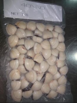 Frozen Cooked White Clam Shell On (Meretrix Lyrata) Storage Temperature −18 Degrees - Ben Tre Seafood Joint Stock Company - Vietnam