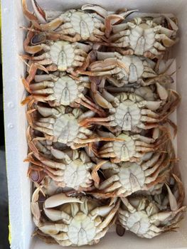 Frozen Seafood（crab、squid、fish） - 丰晟食品（舟山） - China