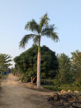 Royal palm beautiful and healthy plants 6 mitre clear trunk stock availableal most 100 plants available here - Green land nursery farm and landscape company - Pakistan