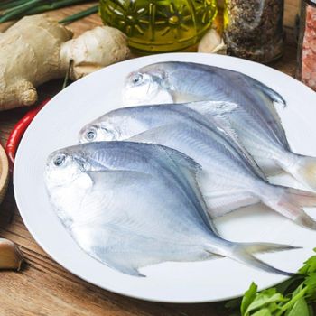 Premium quality white silver pomfret fish offered at factory price for wholesale buyers. - TREVEX INTER CO.,LTD - Thailand
